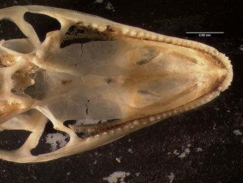 Media type: image;   Herpetology R-132385